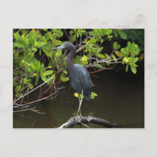 Blue Heron Briefkaart
