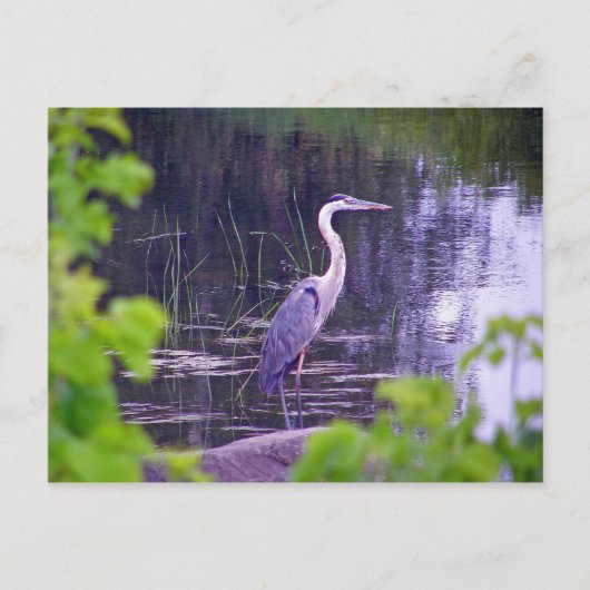 Blue Heron Briefkaart (Voorkant)