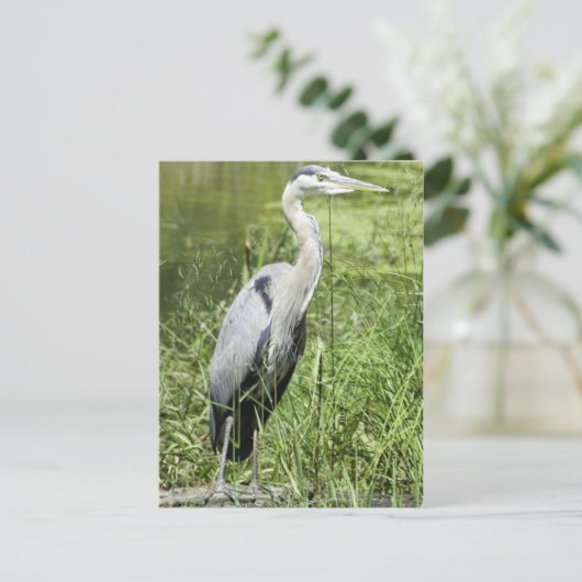 Blue Heron Briefkaart (Staand voorkant)