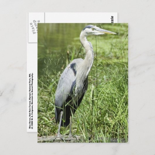 Blue Heron Briefkaart (Voorkant / Achterkant)