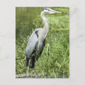 Blue Heron Briefkaart (Voorkant)