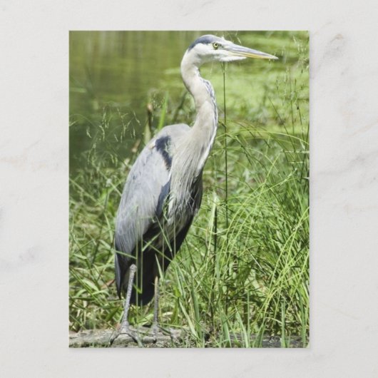 Blue Heron Briefkaart (Voorkant)