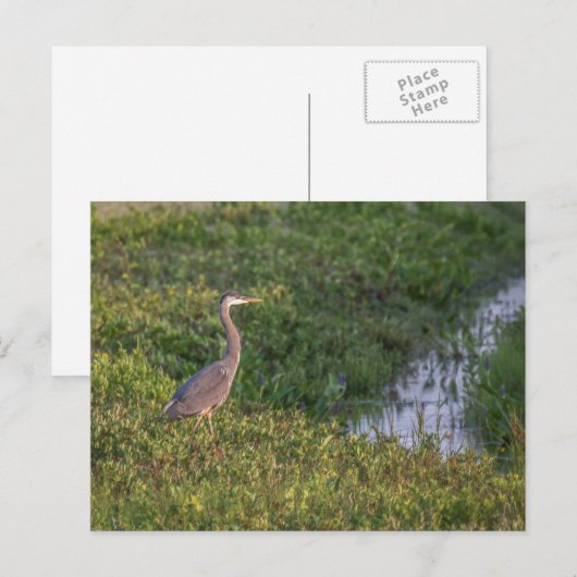 Blue Heron Briefkaart (Voorkant / Achterkant)