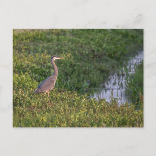 Blue Heron Briefkaart