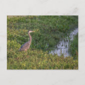 Blue Heron Briefkaart (Voorkant)