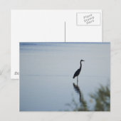 Blue Heron Briefkaart (Voorkant / Achterkant)