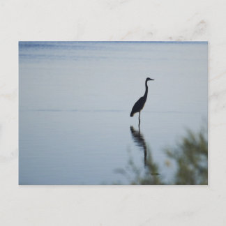 Blue Heron Briefkaart