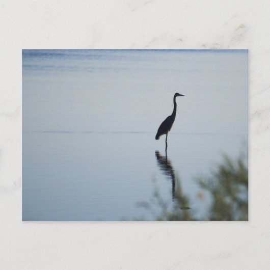 Blue Heron Briefkaart (Voorkant)