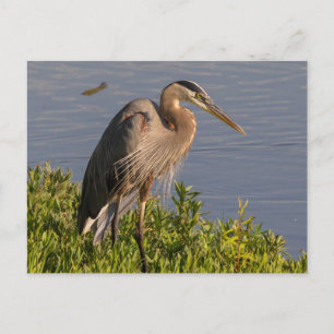 Blue Heron Briefkaart