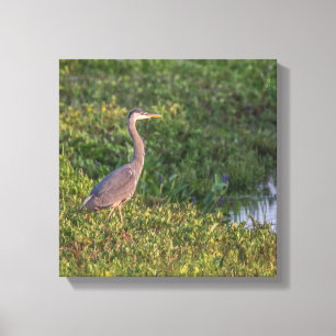 Blue Heron Canvas Afdruk