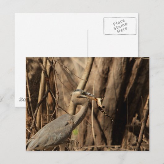 BLUE HERON EATING GATOR BRIEFKAART (Voorkant / Achterkant)