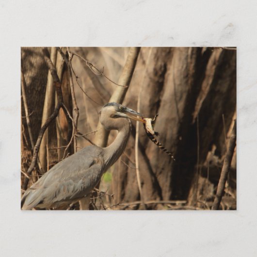 BLUE HERON EATING GATOR BRIEFKAART (Voorkant)