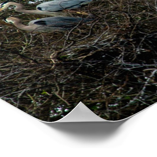 Blue Heron Family Birds Nest Trees Florida Poster (Hoek)