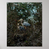 Blue Heron Family Birds Nest Trees Florida Poster (Voorkant)