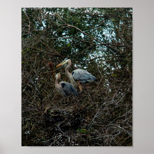 Blue Heron Family Birds Nest Trees Florida Poster (Voorkant)