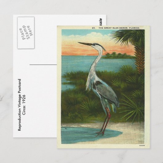  Blue Heron Florida Briefkaart (Voorkant / Achterkant)