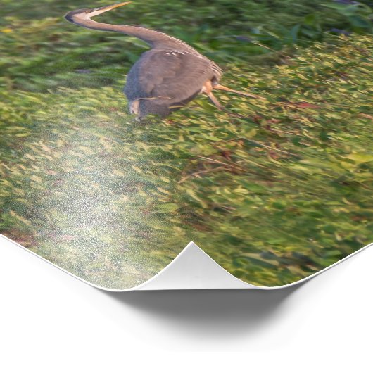 Blue Heron Foto Afdruk (Hoek)