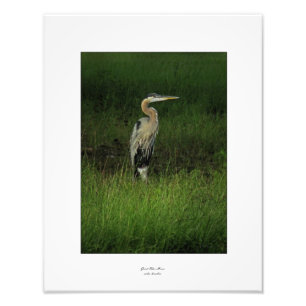 Blue Heron in Shaded Grass Foto Afdruk