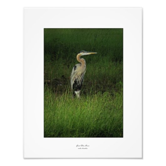 Blue Heron in Shaded Grass Foto Afdruk (Voorkant)