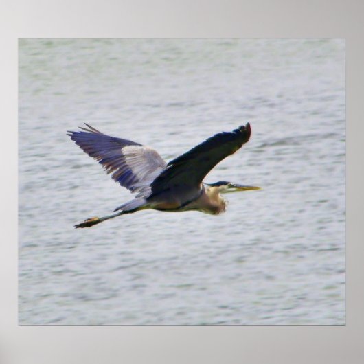 Blue Heron in vluchtafdruk Poster (Voorkant)