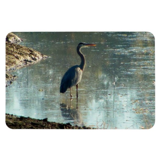 Blue Heron in Wetland Magnet Magneet (Horizontaal)