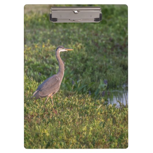 Blue Heron Klembord (Voorkant)
