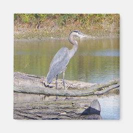 Blue Heron magnet