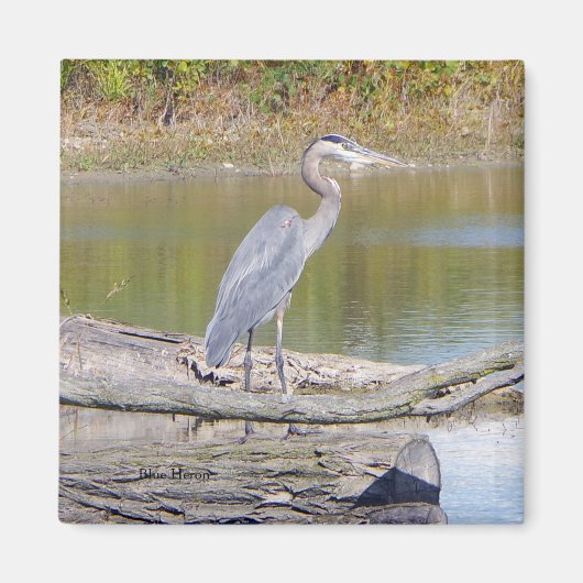 Blue Heron magnet (Voorkant)