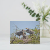 Blue Heron Nest Photo Briefkaart (Staand voorkant)