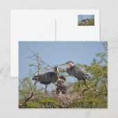 Blue Heron Nest Photo Briefkaart (Voorkant / Achterkant)