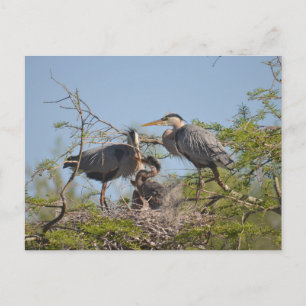 Blue Heron Nest Photo Briefkaart
