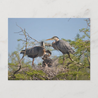 Blue Heron Nest Photo Briefkaart