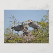 Blue Heron Nest Photo Briefkaart (Voorkant)