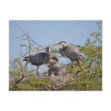 Blue Heron Nest Photo Briefkaart