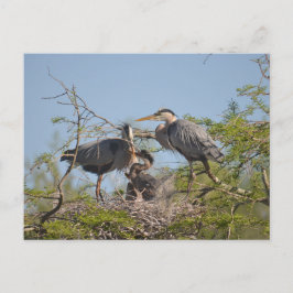 Blue Heron Nest Photo Briefkaart