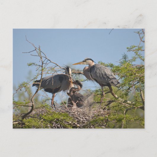 Blue Heron Nest Photo Briefkaart (Voorkant)