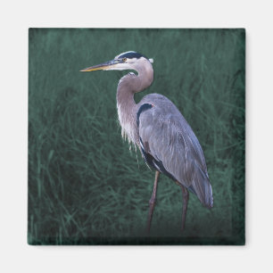 Blue Heron Permanent in Grass Magnet