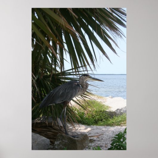 Blue Heron Poster (Voorkant)