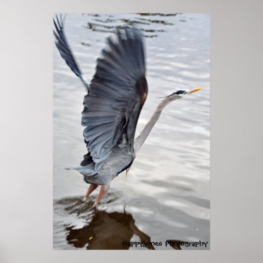 Blue Heron Poster (Voorkant)