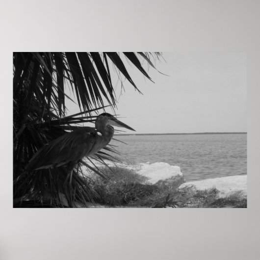 Blue Heron Poster (Voorkant)