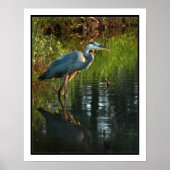 Blue Heron Poster Print (Voorkant)