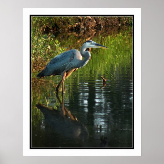 Blue Heron Poster Print (Voorkant)