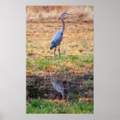 Blue Heron Reflection Poster (Voorkant)