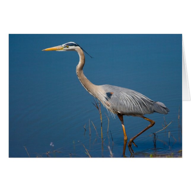 Blue Heron Wading Card (Voorkant Horizontaal)