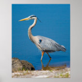 Blue Heron Wading Poster (Voorkant)