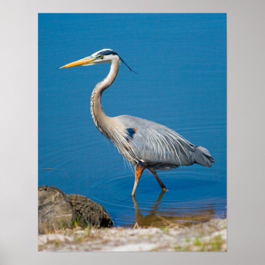 Blue Heron Wading Poster (Voorkant)