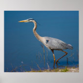 Blue Heron Wading Poster (Voorkant)