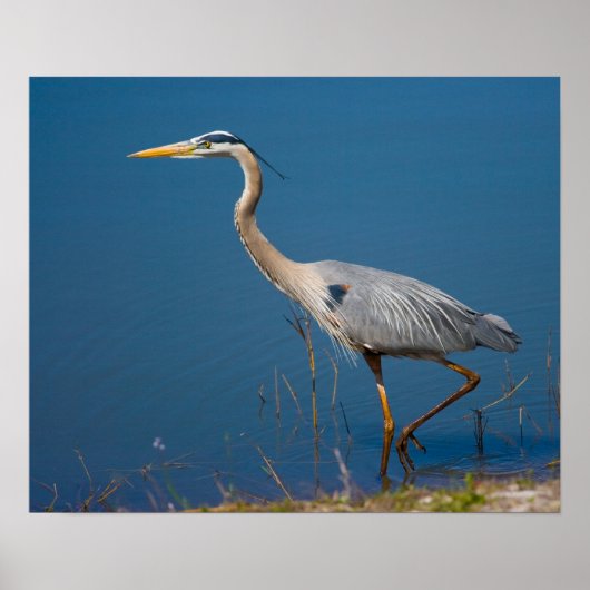 Blue Heron Wading Poster (Voorkant)