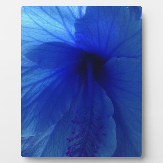 Blue Hibiscus Flower Fotoplaat (Voorkant)