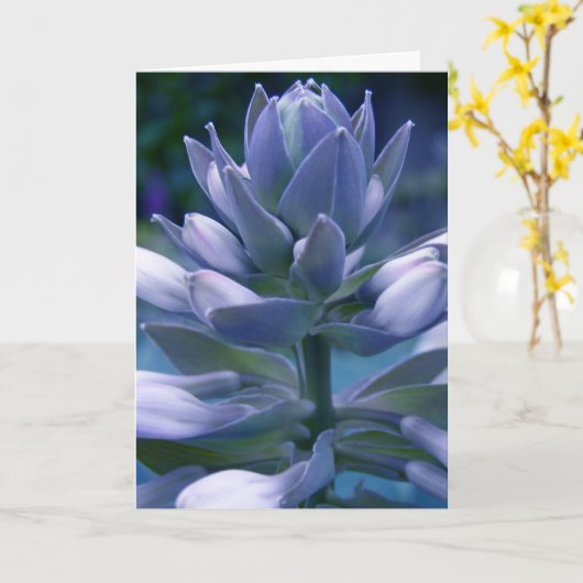 Blue Hosta "photographic"-kaart Kaart (Gele Bloem)